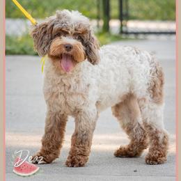 Hopps - Brown and white female Cockapoo puppy in Connersville, Indiana from Deaz Doodle Ranch