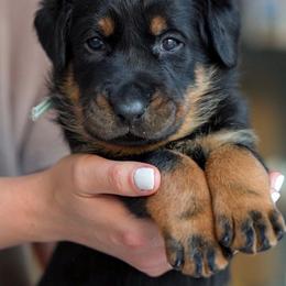Teal Girl - Black and rust female Beauceron puppy in Henderson, Nevada from Joie de Vie Beaucerons
