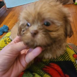 Shih Tzu Puppies from Tammy's Shihtzu Shack