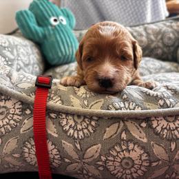 Justin - Red  male Goldendoodle puppy in Chino Valley, Arizona from Bass Creek Doodles