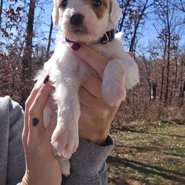 Figgy - Parti male Goldendoodle puppy in Fordland, Missouri from K&K's Puppy Kingdom