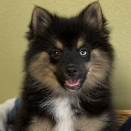Pomeranians and Pomskies from Cherrywell Carnivora