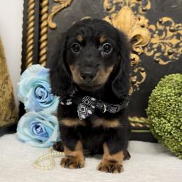 Alvin 2099.00 - Black and tan male Dachshund puppy in Collins, Georgia from Liberty Longhair Dachshunds