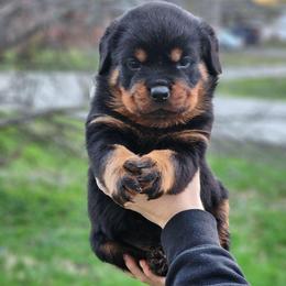 Male 1 Vom Jager Haus - Black and mahogany male Rottweiler puppy in Reynoldsburg, Ohio from Vom Jager Haus Rottweilers