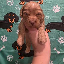 Chocolate ee Boy 1 - Red male Dachshund puppy in Austin, Colorado from Colorado Mini Dachshunds