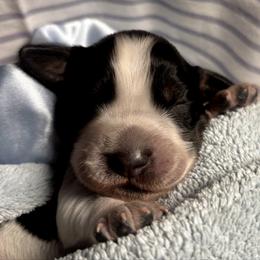 3 - Black white and tan male English Springer Spaniel puppy in Natural Bridge, Virginia from Sara's English Springer Spaniels