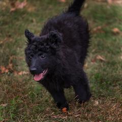 Don Pablo - Black male Mudi puppy in Gatlinburg, Tennessee from Greenbrier