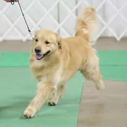 Golden Retrievers from ​Claircrest Golden Retrievers