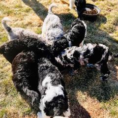 Newfypoo Puppies from Two Sisters Ranch, LLC