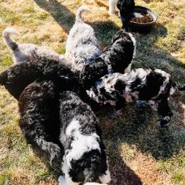 Newfypoo Puppies from Two Sisters Ranch, LLC