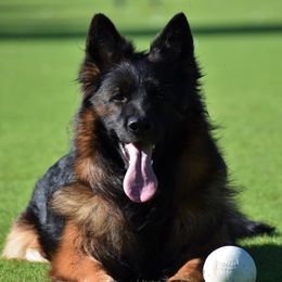 Prada  - German Shepherd