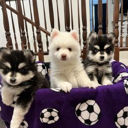 Pomsky Puppies from Peekaboo Pomskies