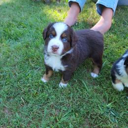 Roscoe - Red tri-color male Australian Shepherd puppy in Blairsville, Georgia from Georgia Peach Aussies