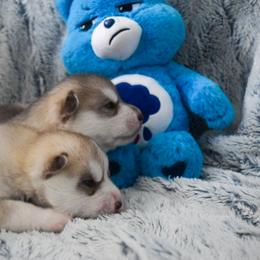 Siberian Husky Puppies from Velox Siberians