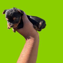 Boy 1 - Black and tan male Yorkshire Terrier puppy in Pomona, California from Lunio's Yorkies
