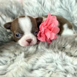 Diamond - Chocolate and white female Chihuahua puppy in Mesa, Arizona from Arizona Dream Chihuahuas