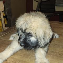 Bouvier des Flandres from Evan Coffield