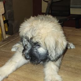 Bouvier des Flandres from Evan Coffield