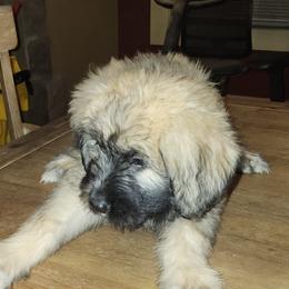 Bouvier des Flandres from Evan Coffield