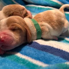 GREEN boy Artie - Red and white male Basset Hound puppy in Saint Cloud, Florida from Mockingbird Hollow Bassets