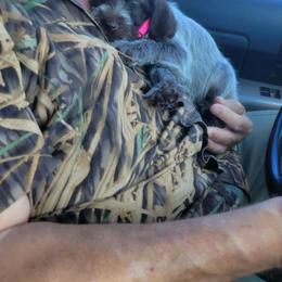 Female - Brown and gray female Wirehaired Pointing Griffon puppy in Maiden, North Carolina from Saint Barbara's Wirehaired Pointing Griffons