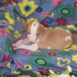 Ibizan Hound Puppies from Someday Ibizans