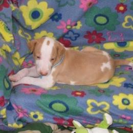 Ibizan Hound Puppies from Someday Ibizans