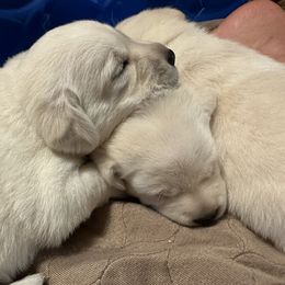 Girl 2 - Labrador Retriever puppy in Taylor, Texas from Faithful Labs