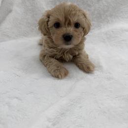 Girl 1 - Apricot female Maltipoo puppy in Turlock, California from 209PuppiesCaliforniaMaltipoo