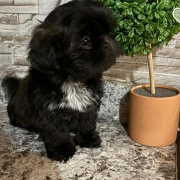 Shih Tzu Puppies from Prairie Creek Puppies