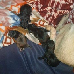 Pug Puppies from Kratos Legacy