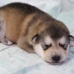 Tinc - Gray - Sable and white female Alaskan Malamute puppy in Independence, Virginia from New River Valley Malamutes