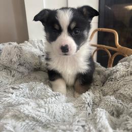 Timon - Black and tan male Pembroke Welsh Corgi puppy in Washington from KB Corgis