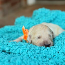 Australian Labradoodle, Bernedoodle, and Goldendoodle Puppies from Golden Fields Doodles