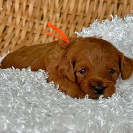 Orange - Red  male Goldendoodle puppy in Hesperia, Michigan from Red Acres Poodles & Doodles