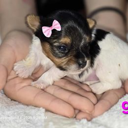 Biewer Terrier and Yorkshire Terrier Puppies from Granny's yorkshire Terrier Modesto California