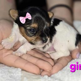 Biewer Terrier and Yorkshire Terrier Puppies from Granny's yorkshire Terrier Modesto California