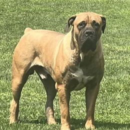Aza - Boerboel