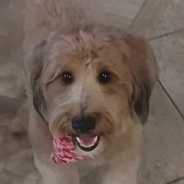 Oreo - Whoodle
