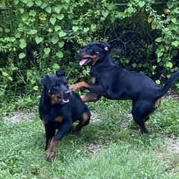 German Shepherd, Pembroke Welsh Corgi, and Rottweiler Puppies from Blitzenhaus Working Dogs