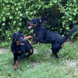 German Shepherd, Pembroke Welsh Corgi, and Rottweiler Puppies from Blitzenhaus Working Dogs