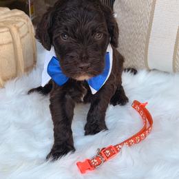 Orange collar boy - Chocolate male Goldendoodle puppy in Arab, Alabama from White Blossom Farms