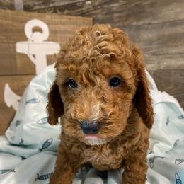 Copper - Red  male Poodle puppy in Osseo, Michigan from Paws in the Country