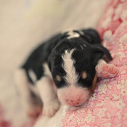 Poodle Puppies from Setting the Standard Poodles