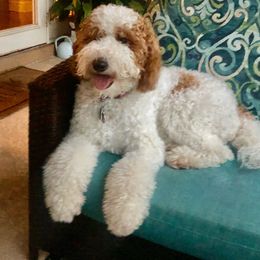 Gracie Faith - Goldendoodle