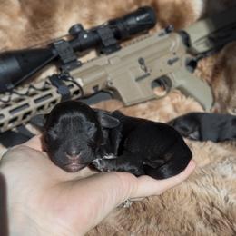 Winchester - Black tri female Miniature Australian Shepherd puppy in Queen Creek, Arizona from Arizona Aussies