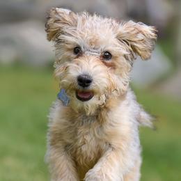 Lakeland Terrier All Grown Up from Teraz