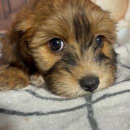 Callie - Red sable female Havanese puppy in Clermont, Florida from Country Sweet Havanese and Creative Coaching