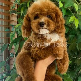 Cavapoos, Goldendoodles, and Poodles from Destination Doodles