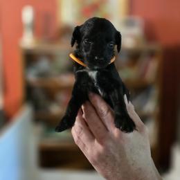 Shuri - Black female Goldendoodle puppy in Milton, Florida from Sutton Place Doodles